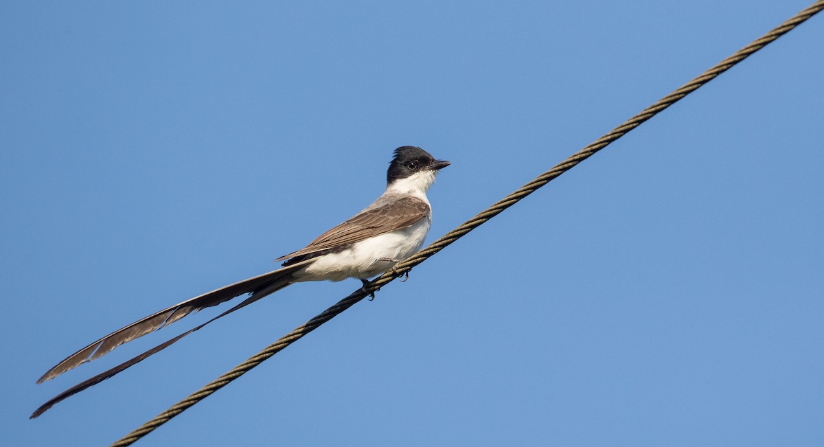 Fork-tailed Flycatcher (savana) - ML136514561