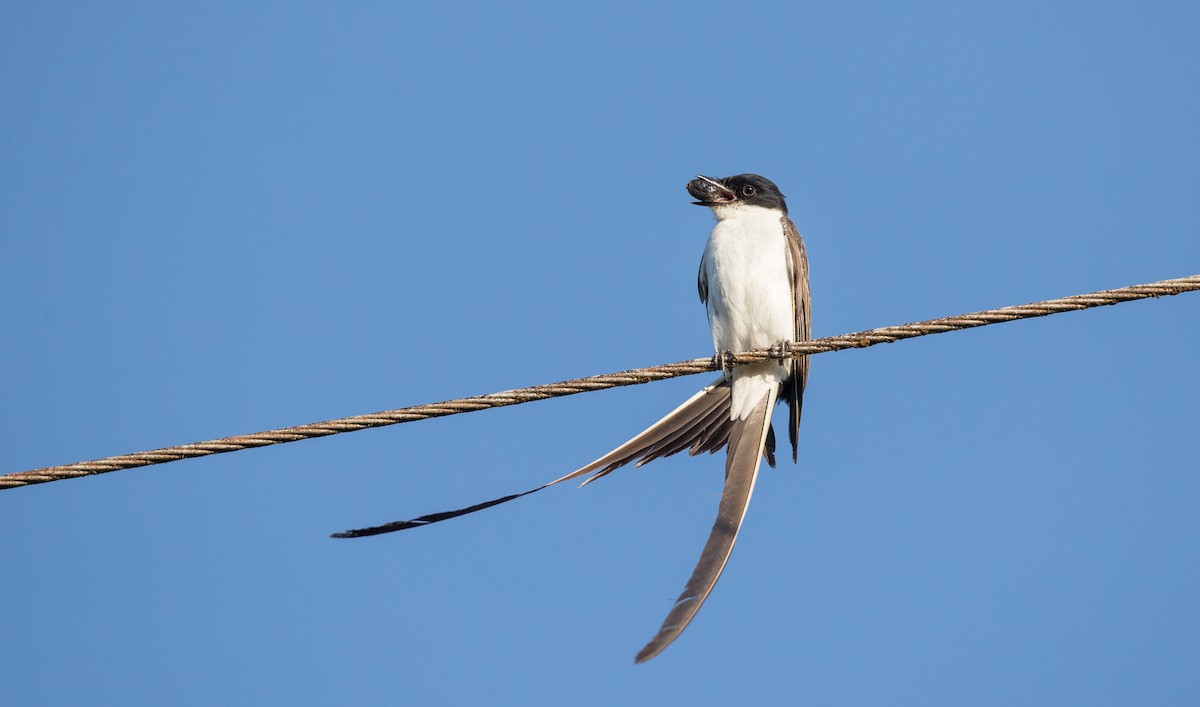 Fork-tailed Flycatcher (savana) - ML136514571
