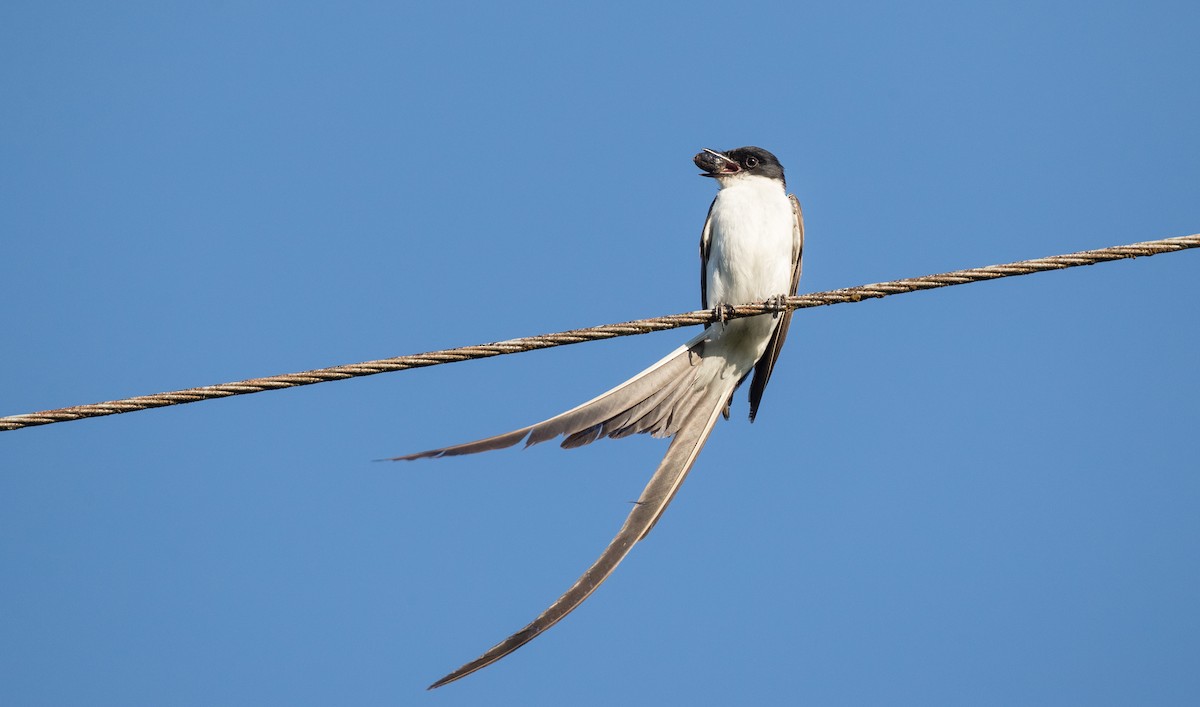 Fork-tailed Flycatcher (savana) - ML136514581