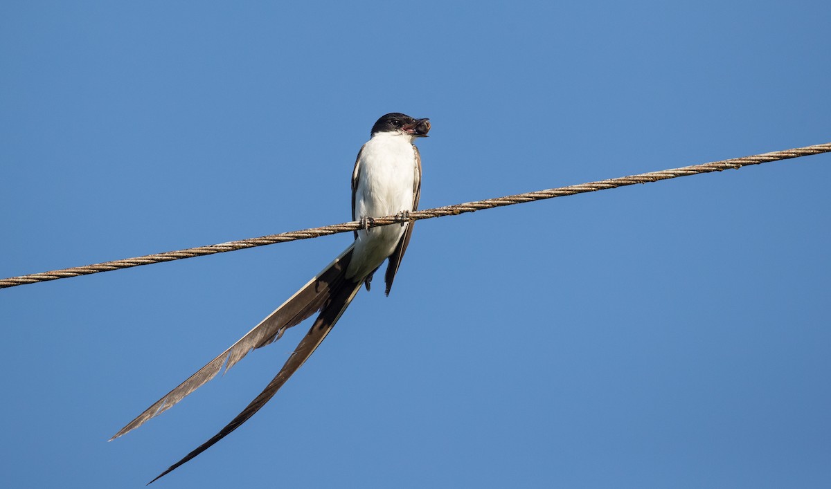 Fork-tailed Flycatcher (savana) - ML136514591