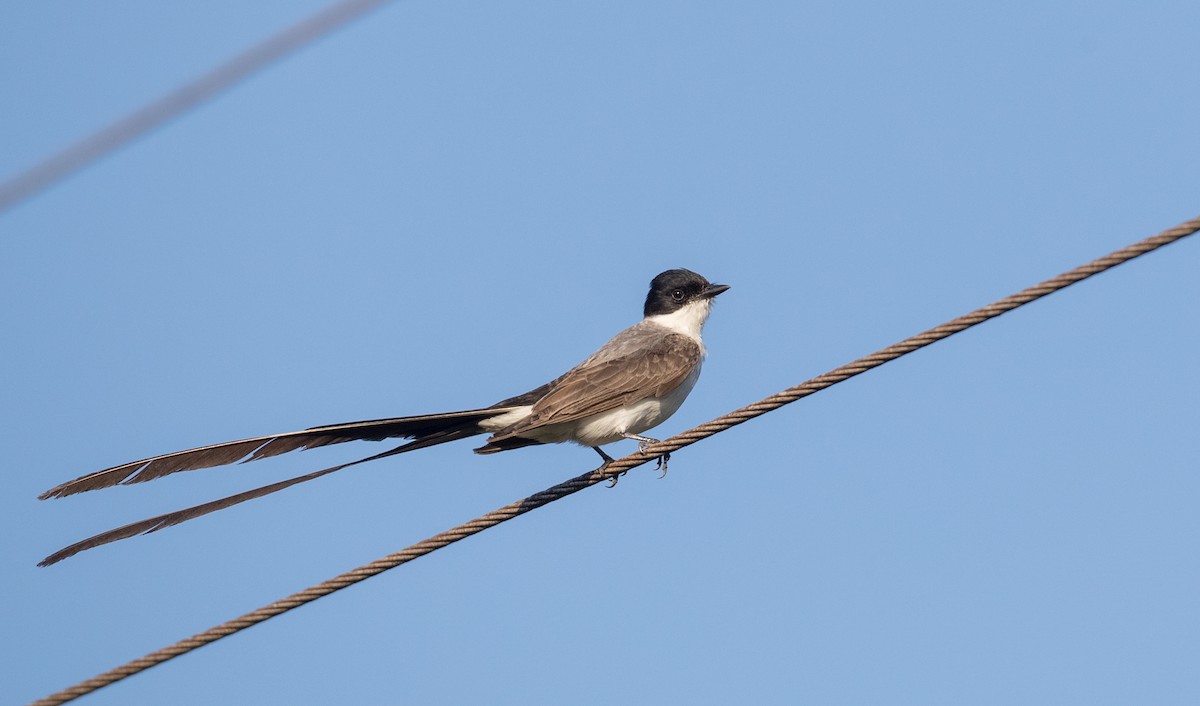 Fork-tailed Flycatcher (savana) - ML136514601