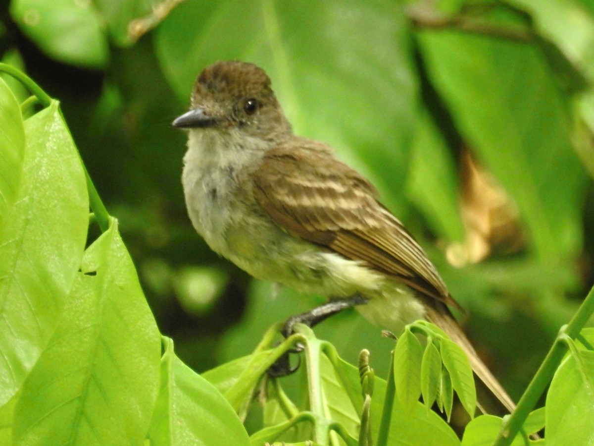 Short-crested Flycatcher - Thays Hungria