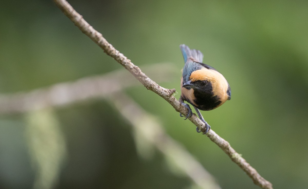 Burnished-buff Tanager - ML136517031