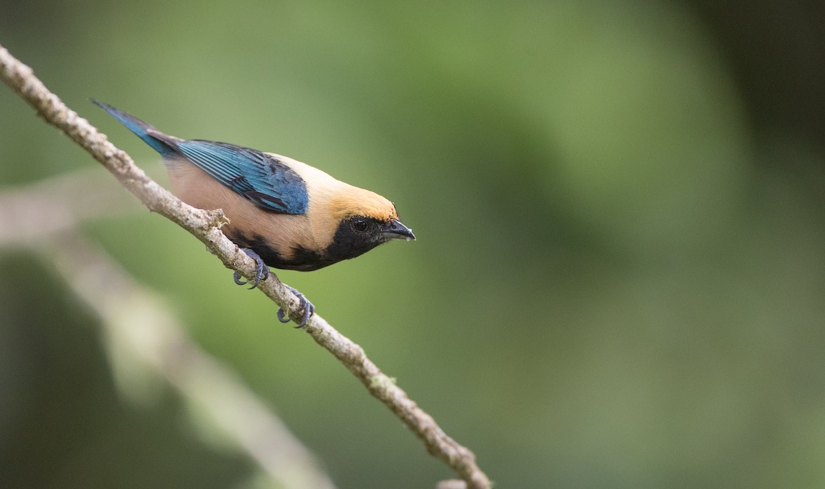Burnished-buff Tanager - ML136517041
