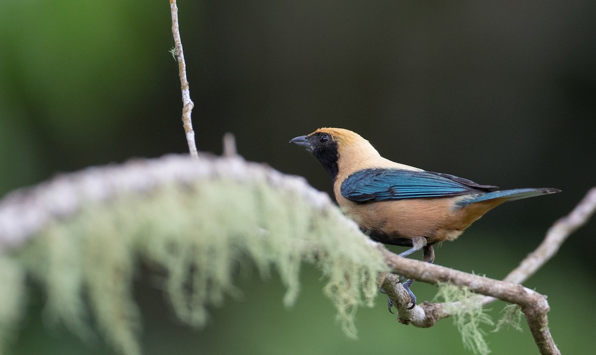 Burnished-buff Tanager - ML136517061