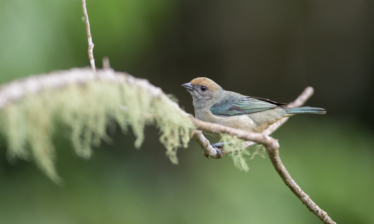 Burnished-buff Tanager - ML136517081