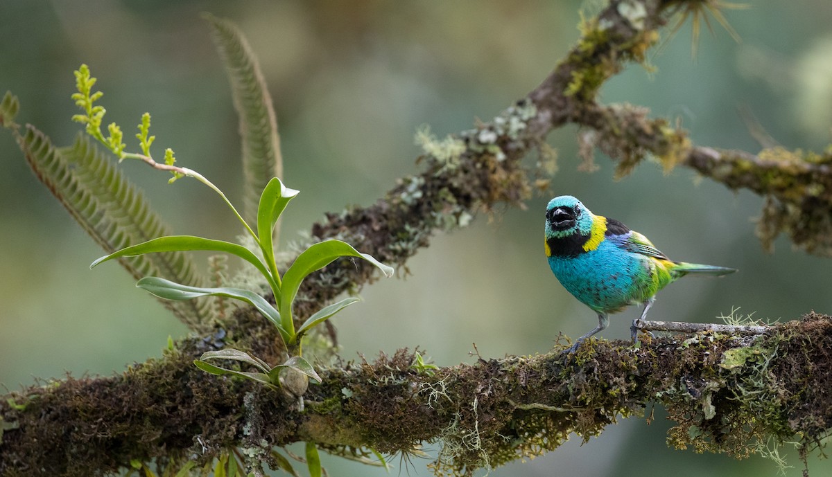 Green-headed Tanager - ML136517271