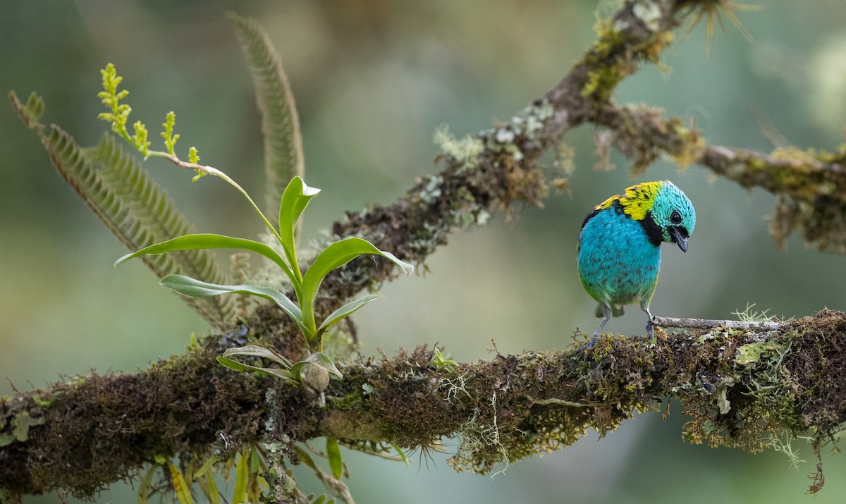 Green-headed Tanager - ML136517281