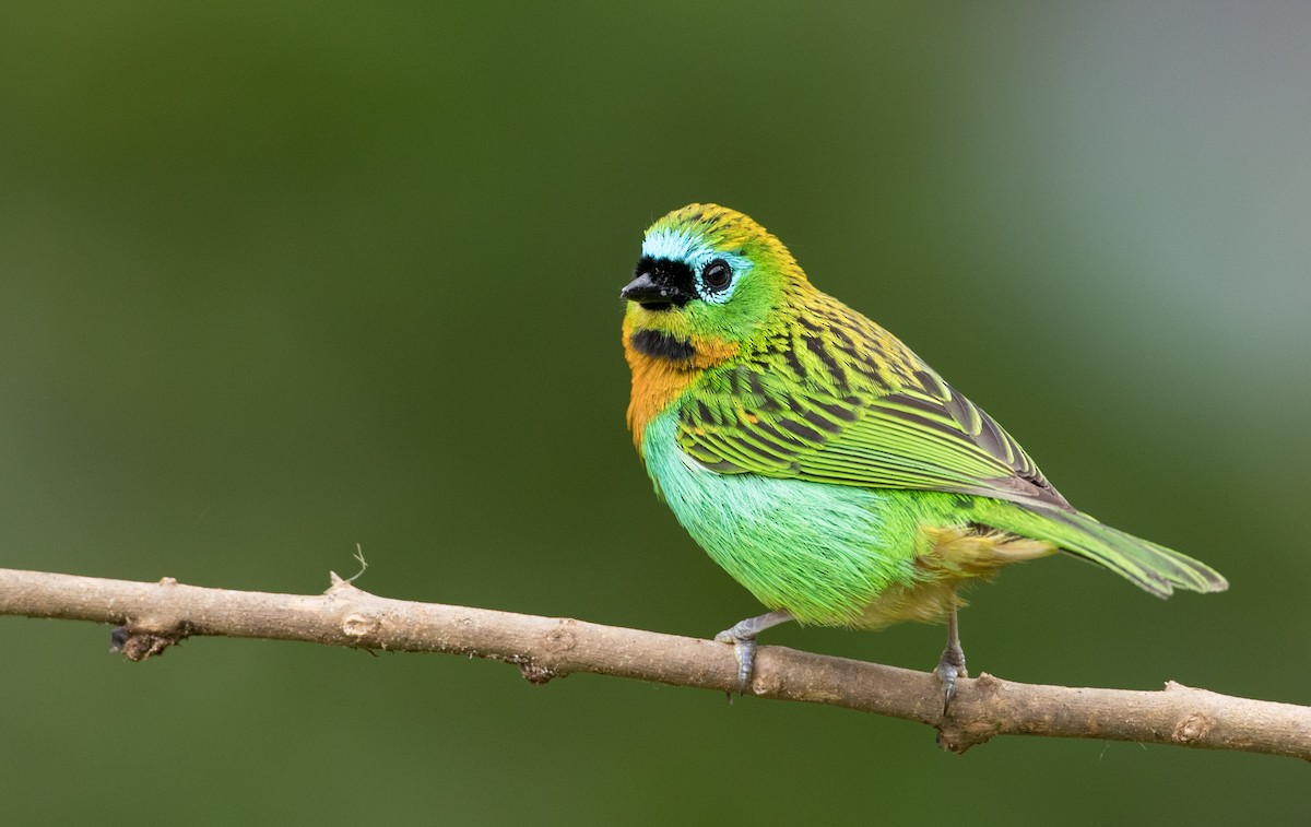 Brassy-breasted Tanager - ML136518491