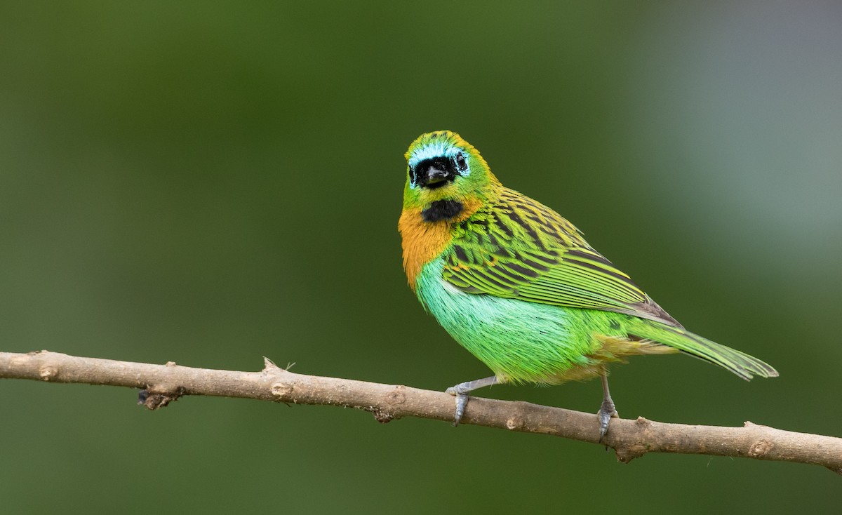 Brassy-breasted Tanager - ML136518521