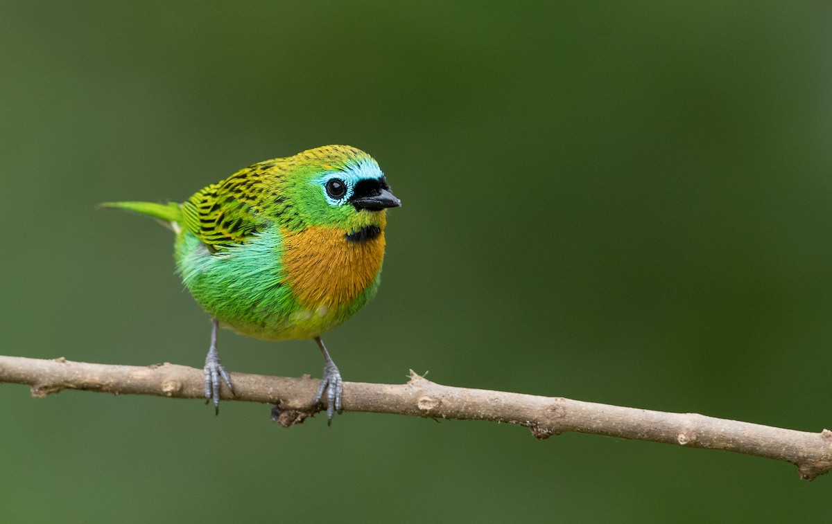 Brassy-breasted Tanager - Ian Davies