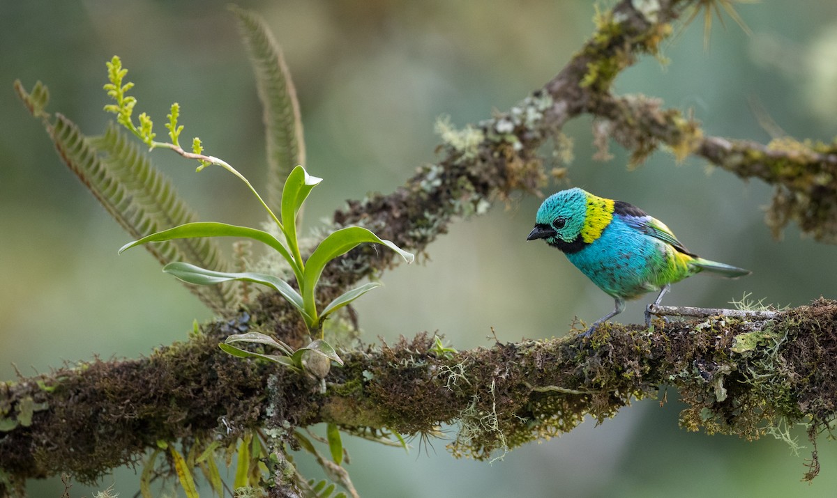 Green-headed Tanager - ML136518711