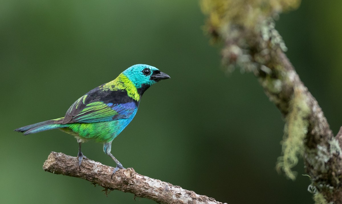 Green-headed Tanager - ML136518811