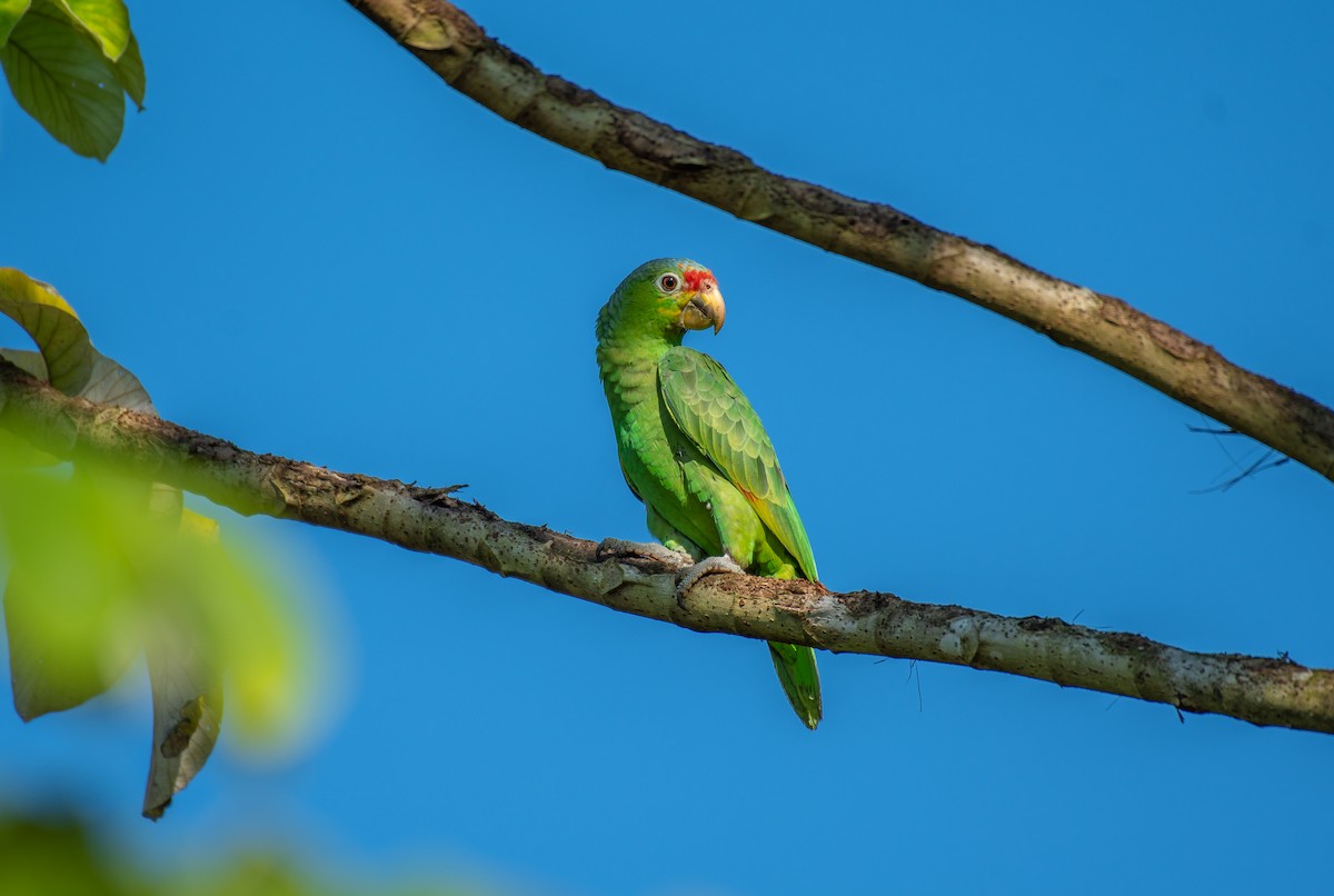 Red-lored Parrot - ML136518991