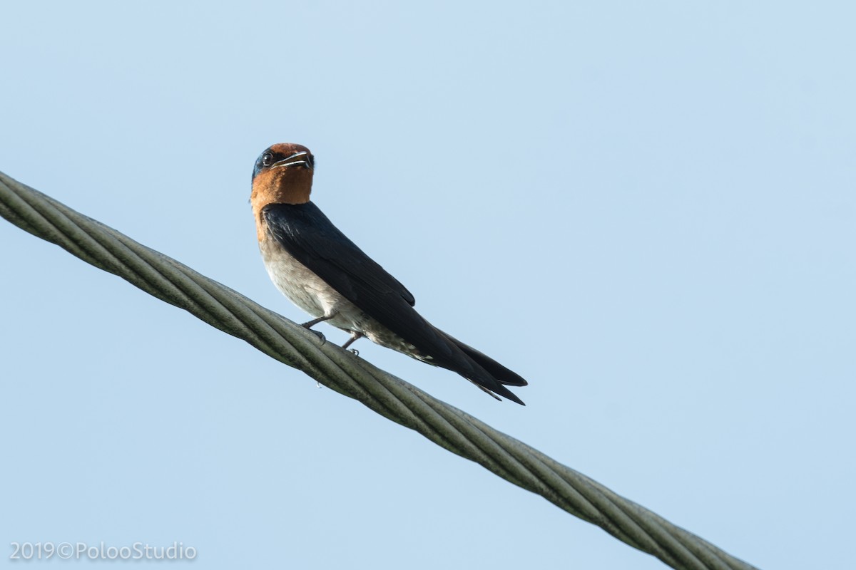 Pacific Swallow - ML136521241