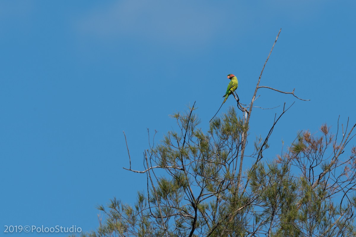 Long-tailed Parakeet - ML136521301