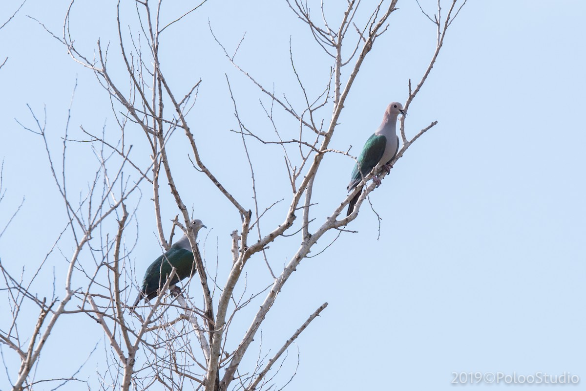 Green Imperial-Pigeon - Wei Yan
