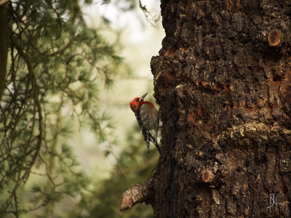 Red-breasted Sapsucker - ML136522201