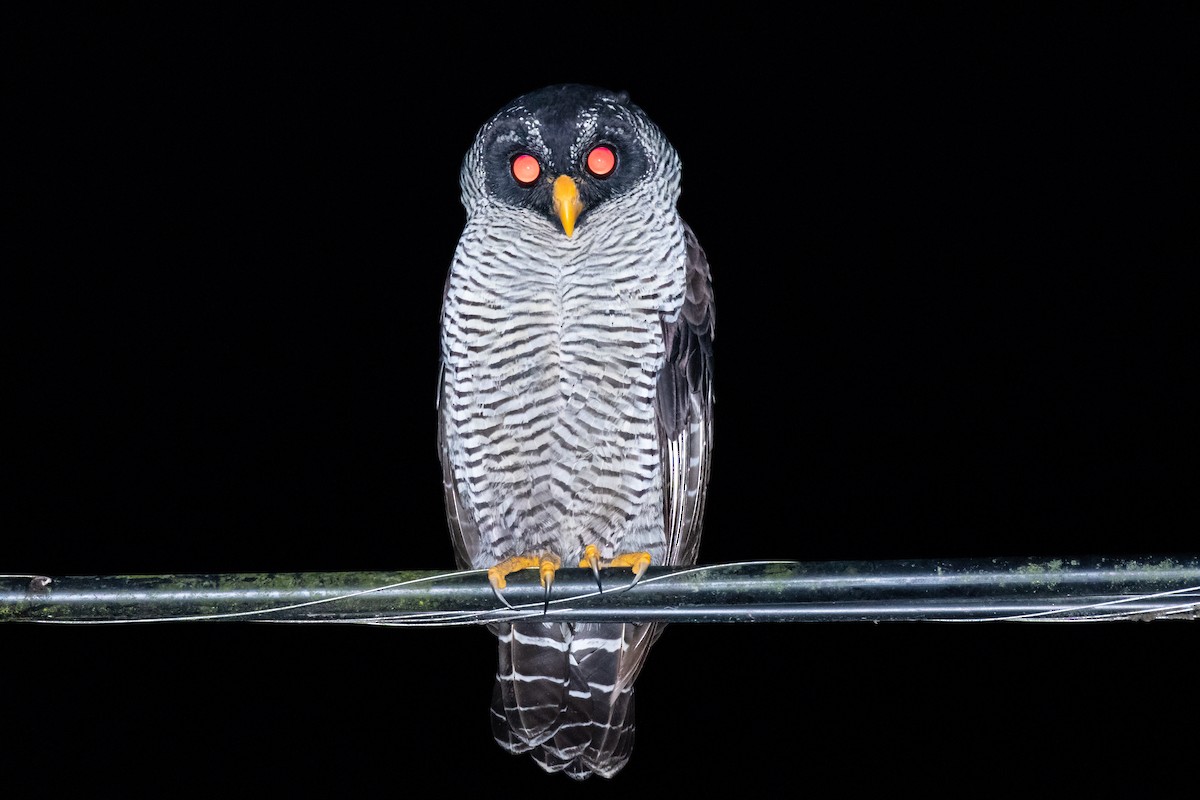 Black-and-white Owl - ML136522511