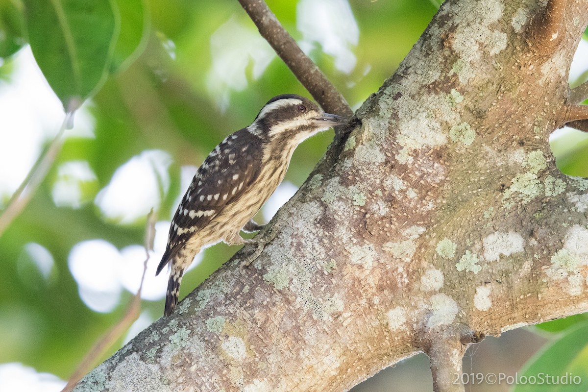 Sunda Pygmy Woodpecker - ML136522731
