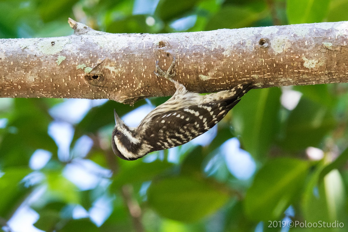 Sunda Pygmy Woodpecker - ML136522751