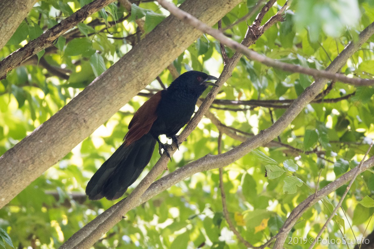 Greater Coucal - ML136523041