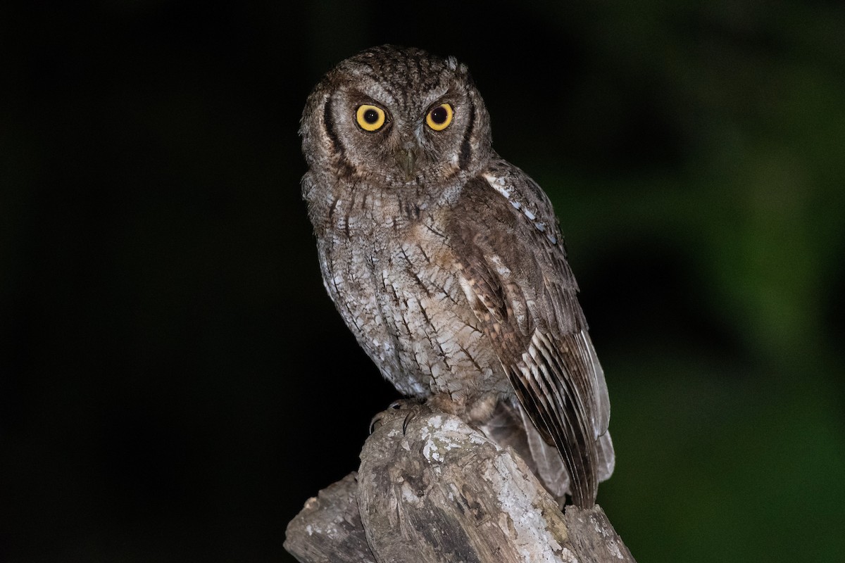 Tropical Screech-Owl - Rio Dante