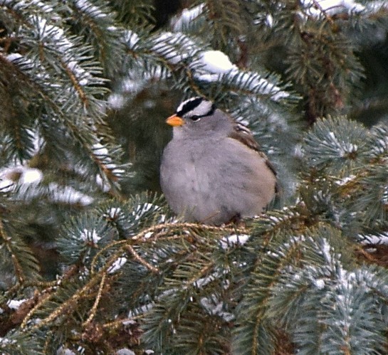 White-crowned/White-throated Sparrow - Norm (Tyler) Kehres