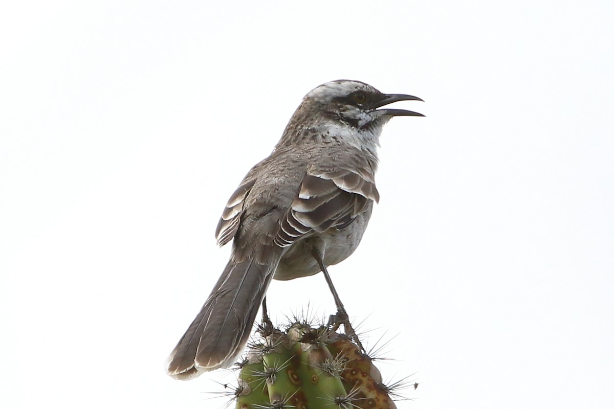 Long-tailed Mockingbird - David Bird