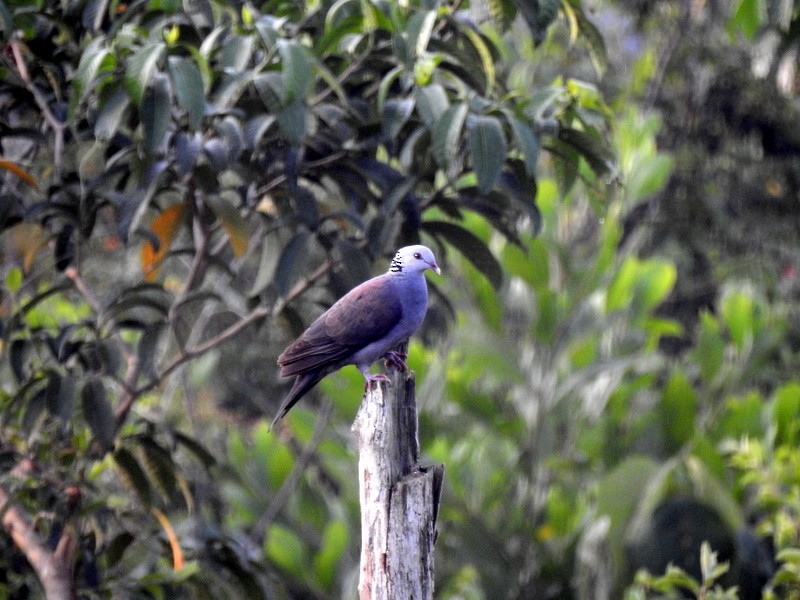Nilgiri Wood-Pigeon - Rajaneesh  Ghadi