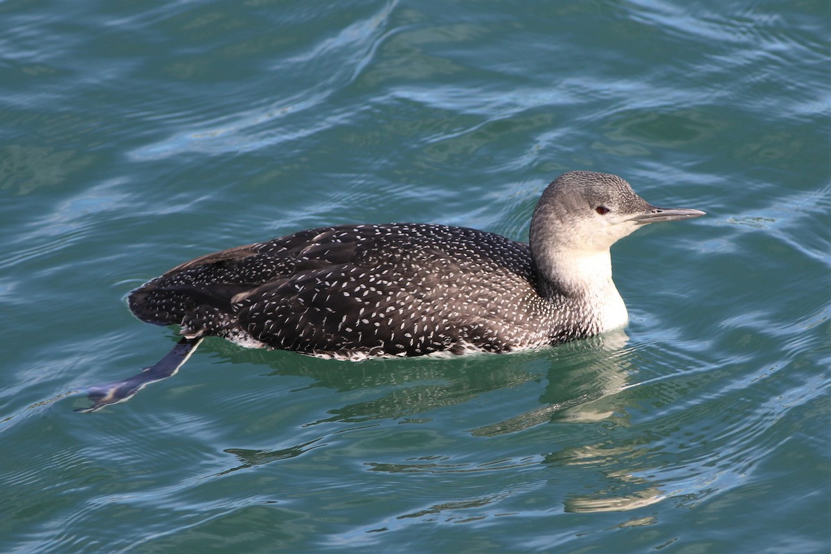 Red-throated Loon - ML136530871