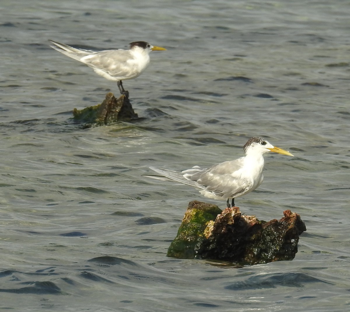 Great Crested Tern - ML136532391