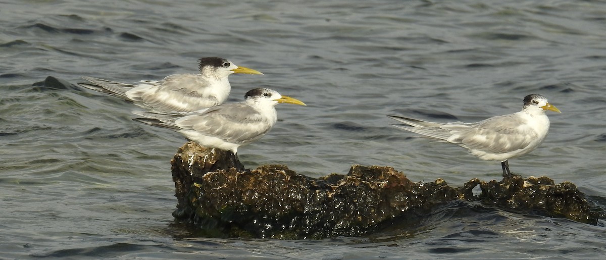 Great Crested Tern - ML136532461