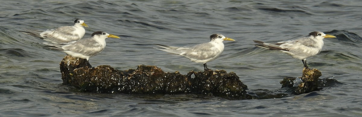 Great Crested Tern - ML136532471