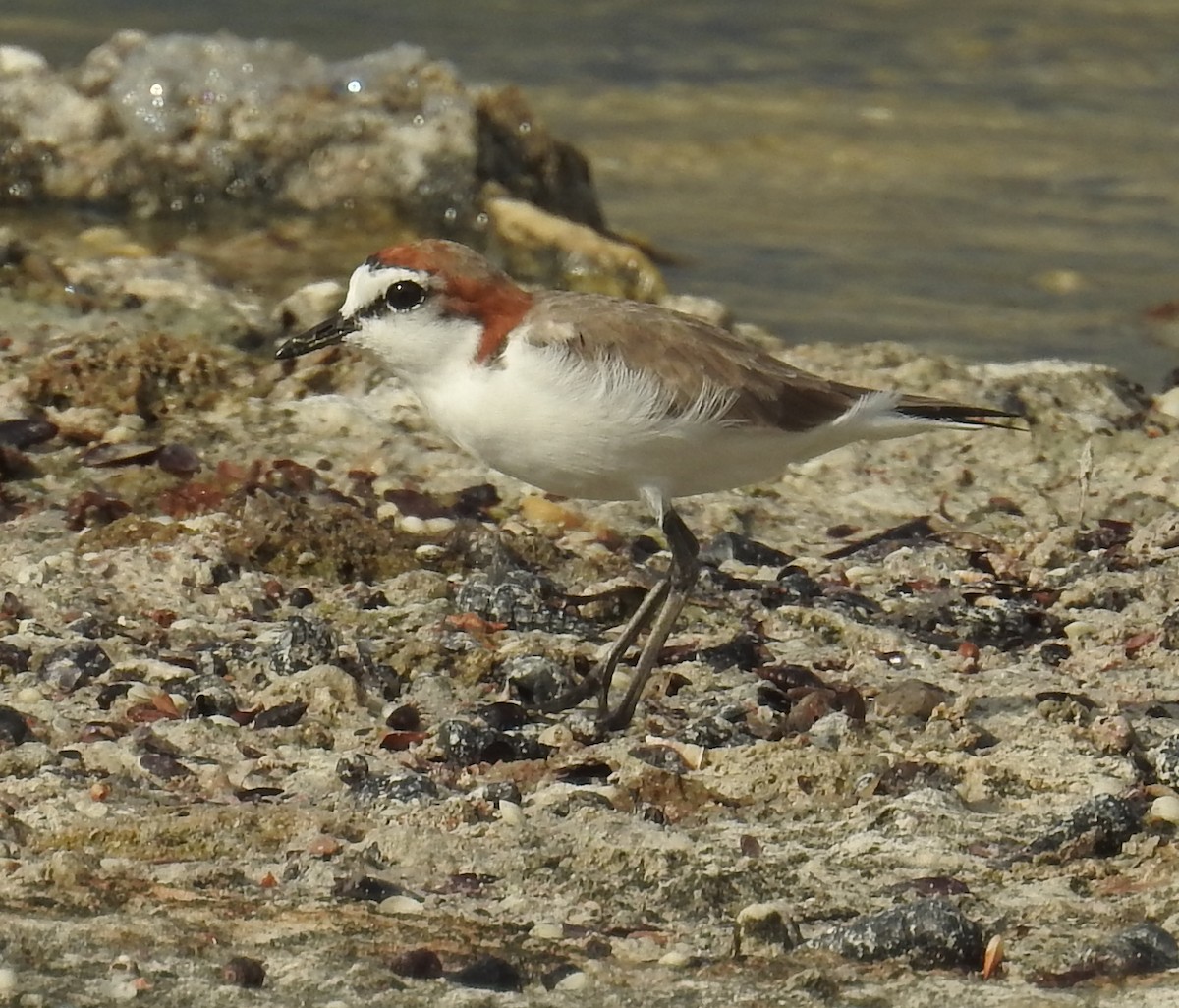 Red-capped Plover - ML136532561
