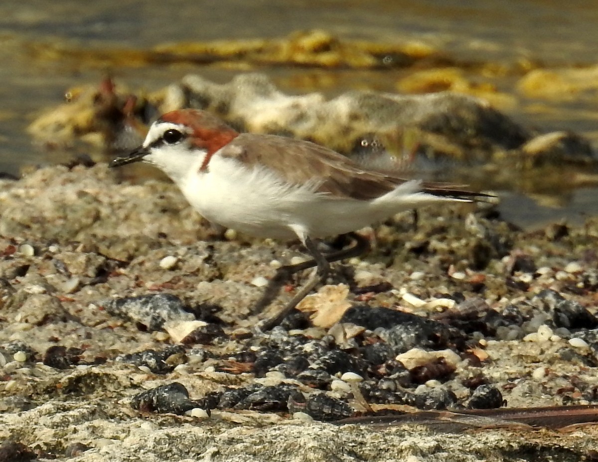 Red-capped Plover - ML136532581