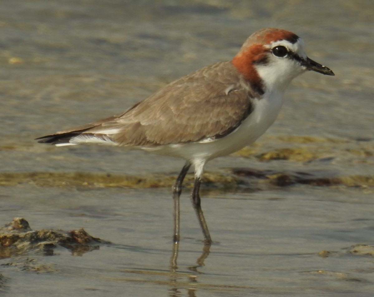 Red-capped Plover - ML136532601