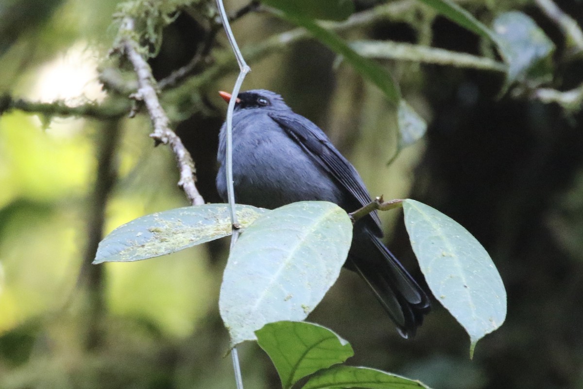 Black-faced Solitaire - ML136533961