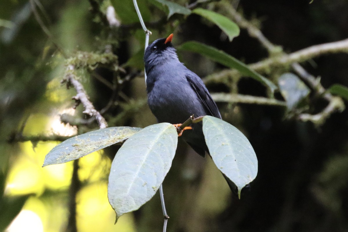 Black-faced Solitaire - ML136533971