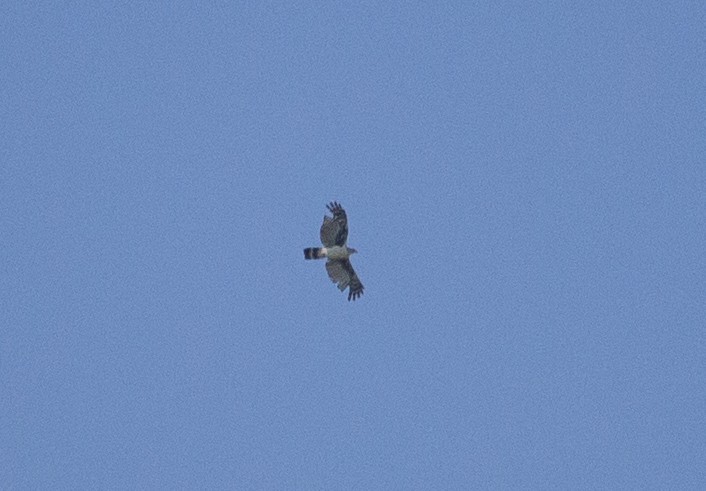 Gray-headed Kite - ML136535011
