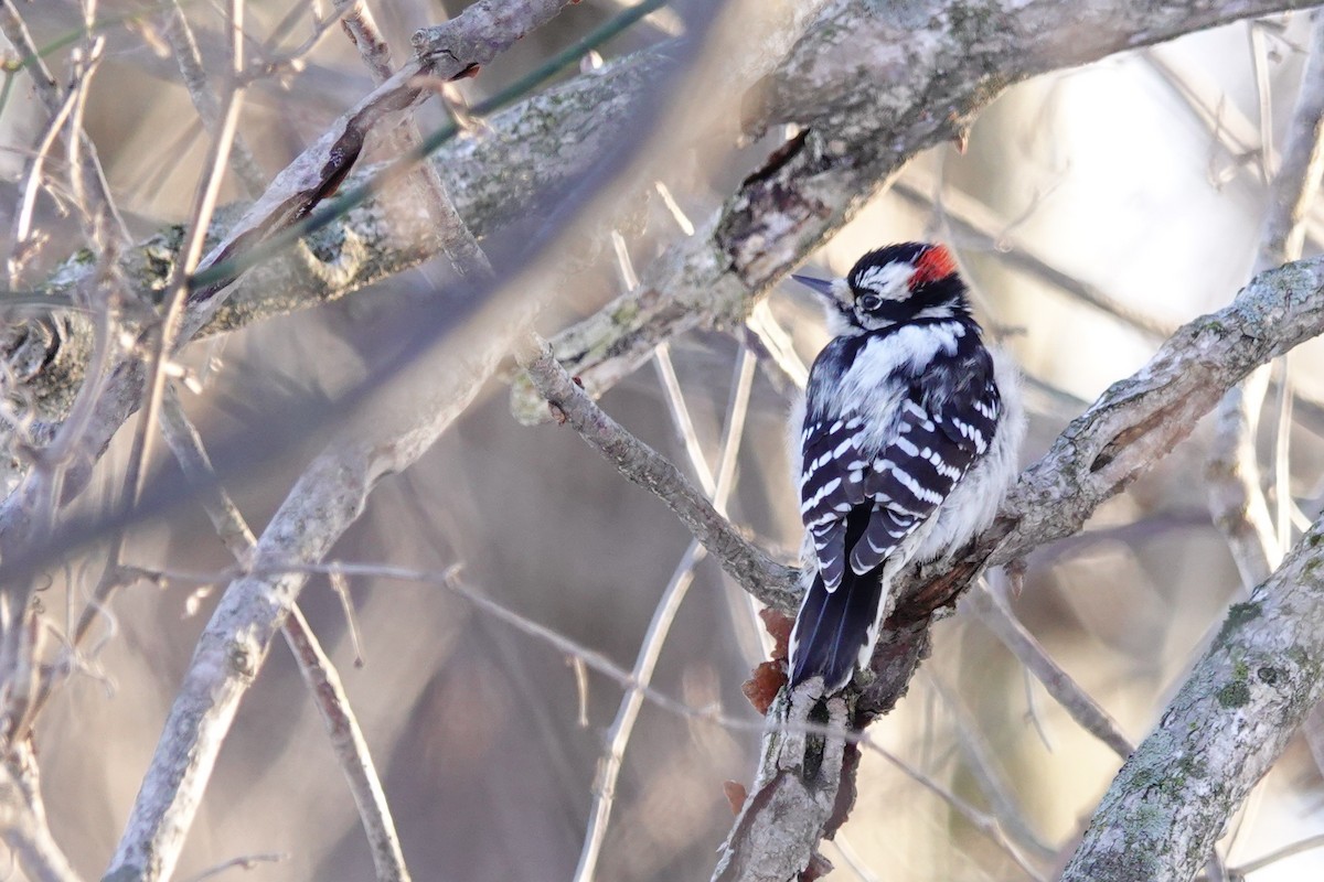 Downy Woodpecker - Larry Theller