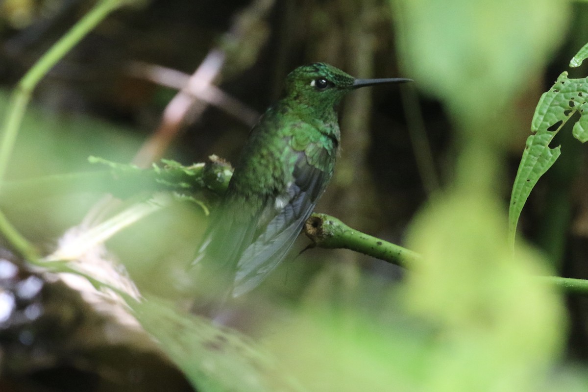 Green-crowned Brilliant - ML136535901