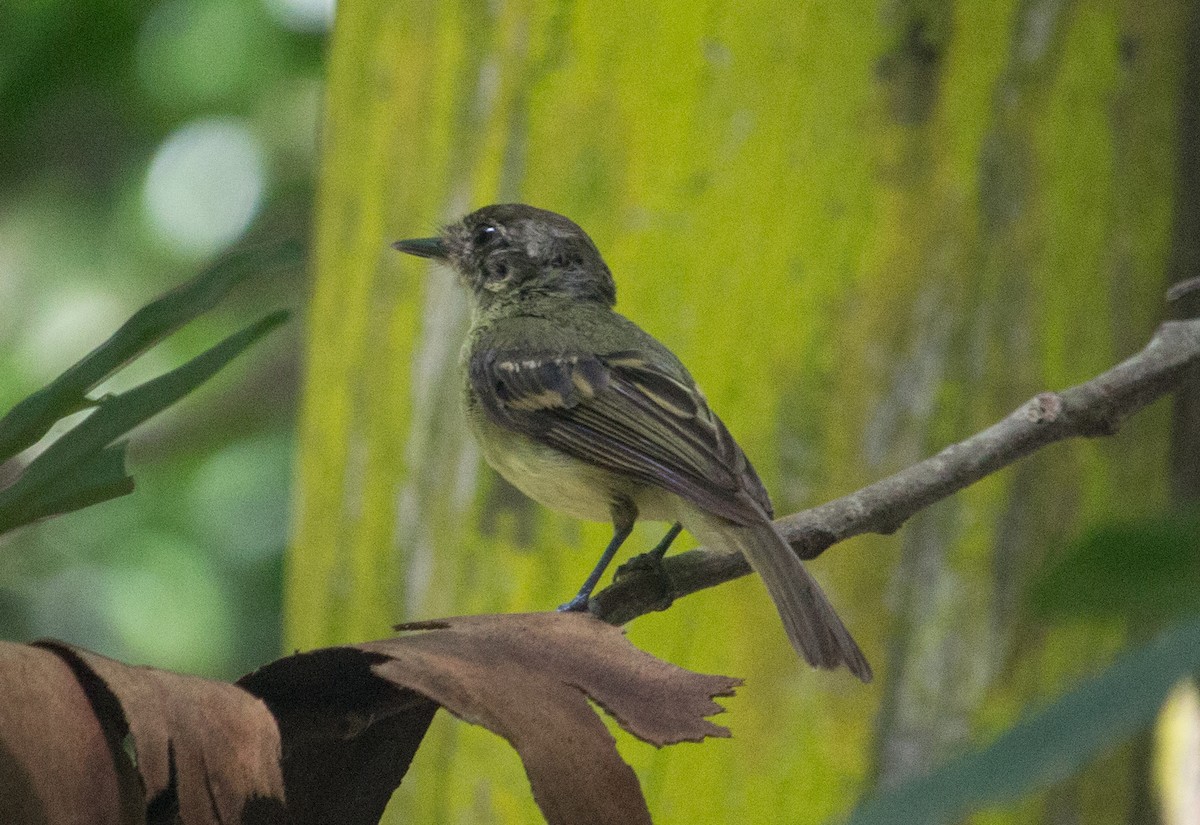 Sepia-capped Flycatcher - ML136536111