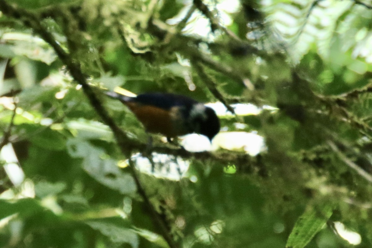 Spangle-cheeked Tanager - ML136536641