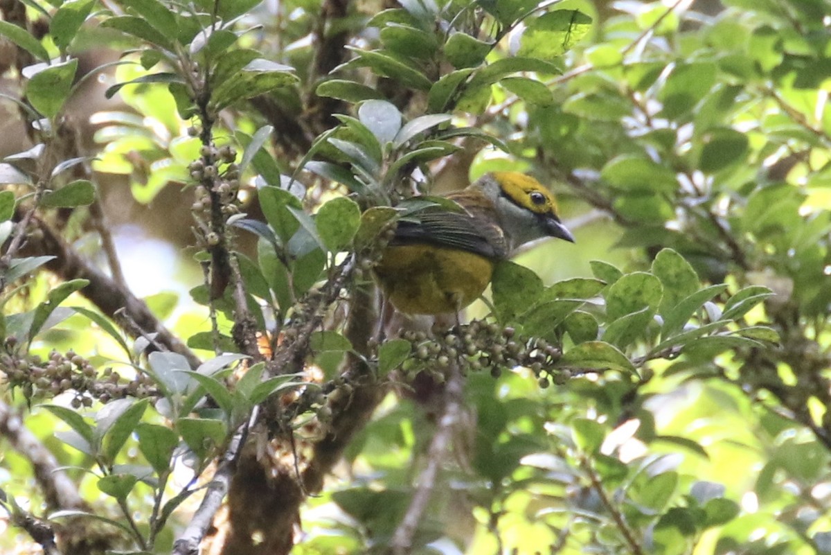 Silver-throated Tanager - ML136537081