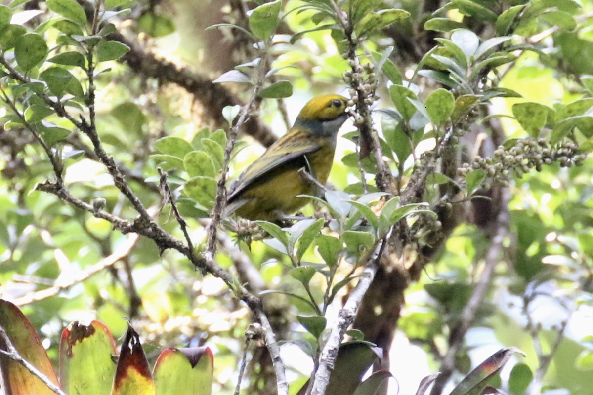 Silver-throated Tanager - ML136537101