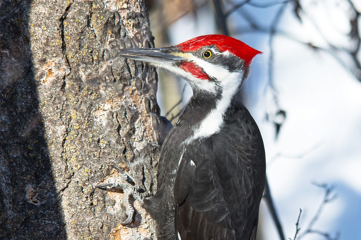 Pileated Woodpecker - Chris Rees