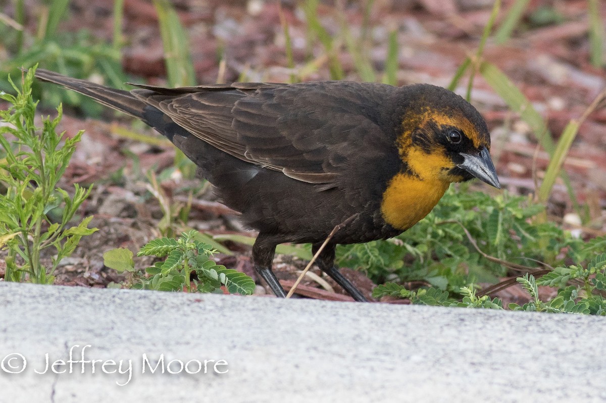 Yellow-headed Blackbird - Jeffrey Moore