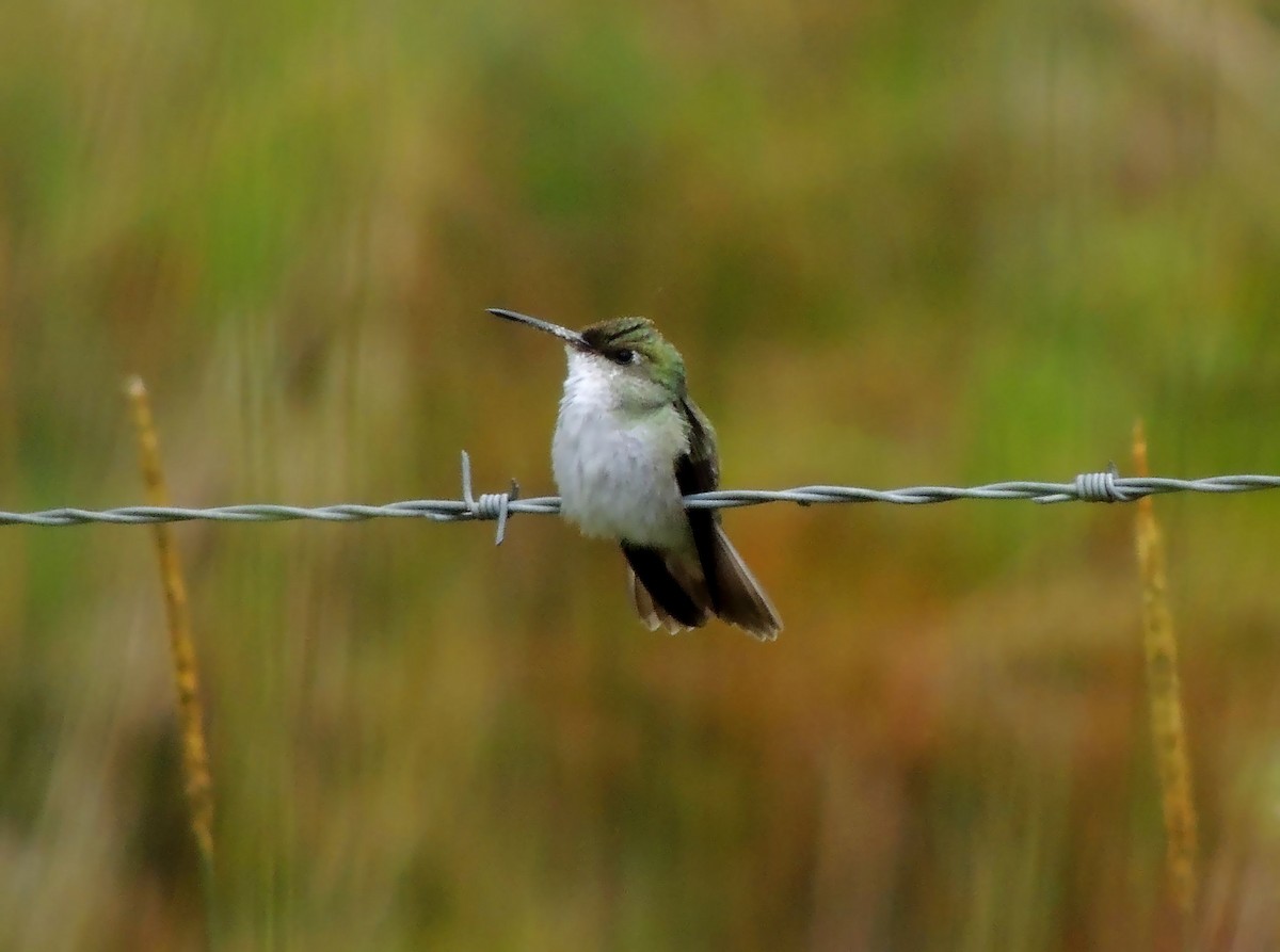 White-bellied Hummingbird - Jorge Tiravanti