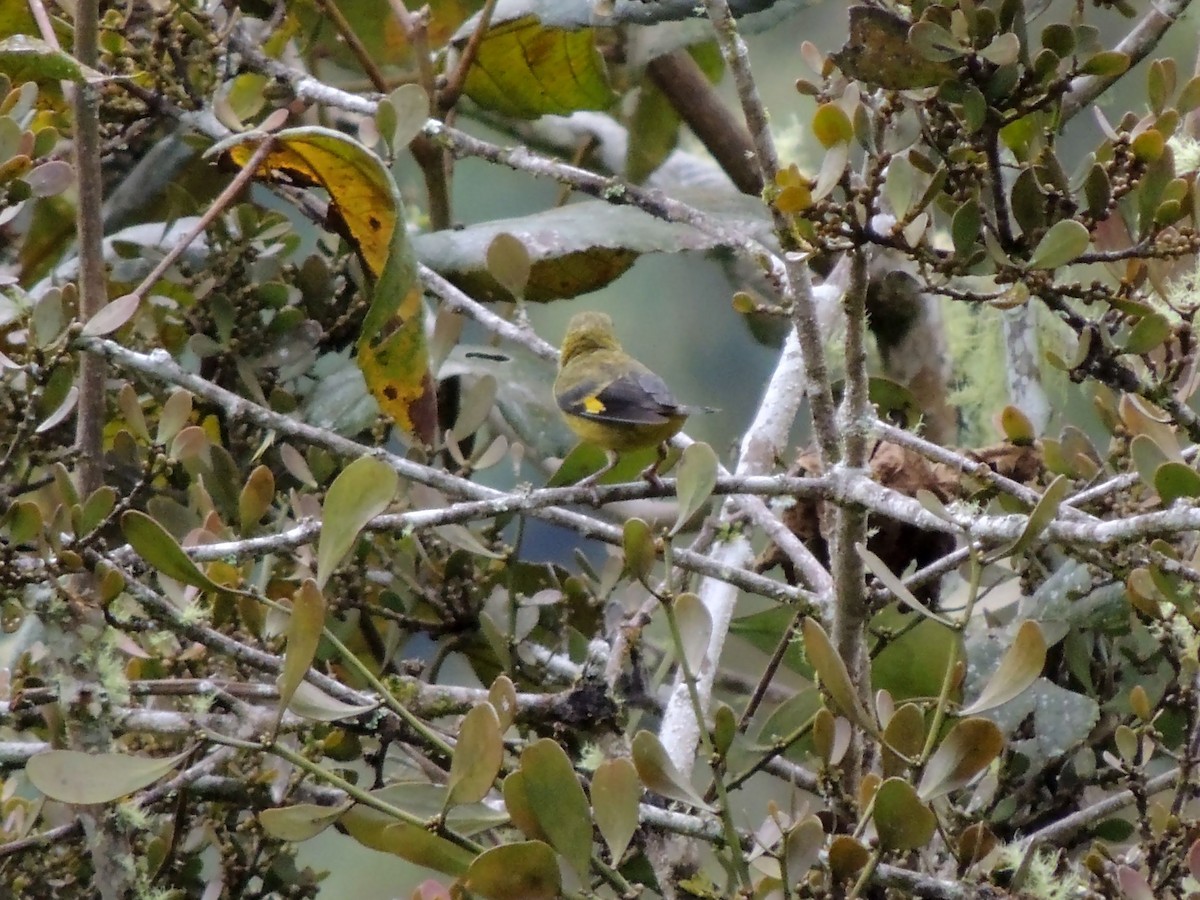 Olivaceous Siskin - ML136546261